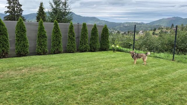 Alert guard dog watching the territory and searching on a green grass lawn in a spacious backyard with fence and mountains in the background. Slow motion.