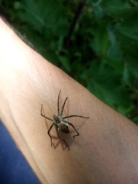 Wolf spider (female with egg sac)