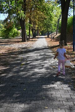 Young child walking along a tree-lined park path while collecting chestnuts on a sunny autumn day.