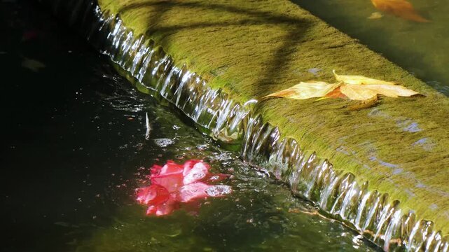 Rose flower and fallen leaves in running water. A stream of water in a garden or canal
