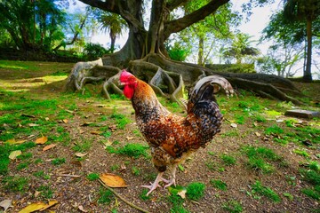 rooster in the grass © Andrew