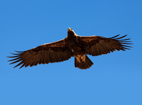 Adult Eastern Imperial Eagle (Aquila heliaca) in flight overhead in the blue sky, Southern Kazakhstan