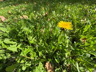 Taraxacum officinale, known as dandelion, displays a vibrant yellow flower blooming amidst lush green grass and leaves under warm daylight in autumn.    © Bediha Duru Öksüz
