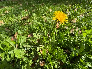 Taraxacum officinale, known as dandelion, displays a vibrant yellow flower blooming amidst lush green grass and leaves under warm daylight in autumn.    © Bediha Duru Öksüz
