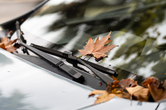 Dry autumn leaves rest on windshield and become trapped beneath wiper blades, seasonal maintenance problem requiring glass cleaning for clear visibility and safer driving outdoors. 