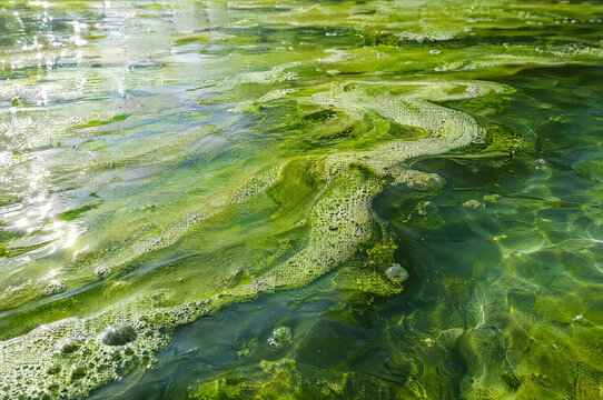 Green algae slime texture on water surface in sunlight  