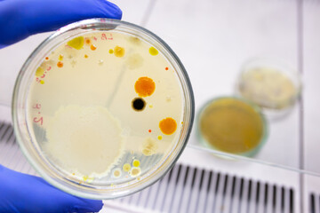 Fototapeta premium A Petri dish containing dangerous human epidemic pathogens; dangerous bacteria in a laboratory Petri dish; antibiotic development.
