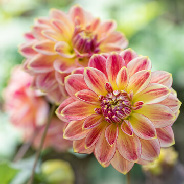 Pink and yellow dahlia flowers blooming in garden square format