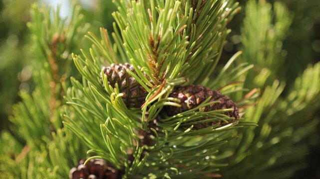 Mountainpine cone on a branch grows and changes in a natural setting with green needles.