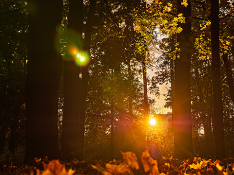 Beautiful autumn sunset in the city park with golden leaves and lens flare