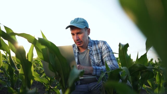 Farmer in plaid shirt and cap uses laptop among young corn plants at sunset. Agronomist crouches in field to analyze crop growth data, combining traditional farming with modern technology.