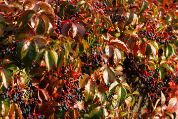 Dark berries among colorful autumn vine leaves © Iryna Miadzvedzeva
