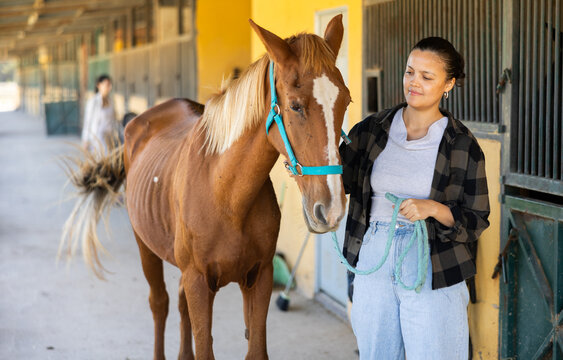 Positive Asian female owner of horse takes animal out of stall, holds bridle and forces it to follow her. She goes for walk and training with horse, goes out through corridor to racetrack.