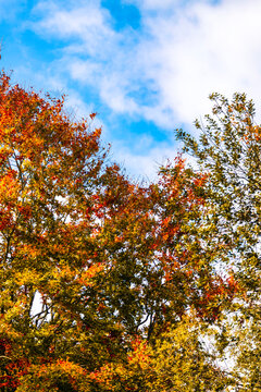 Autumn tree with vibrant leaves against a blue sky with cumulus clouds autumnal sky,Hampshire,United Kingdom.