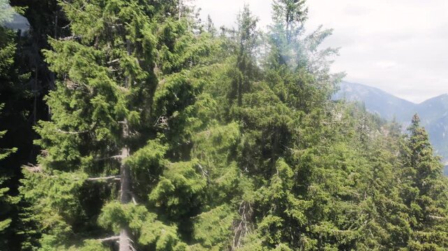 View of a dense forest while moving with a cable car down from the Raxalpe in Austria
