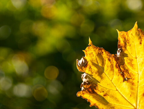 A fallen autumn leaf caught in a washing line reflecting warm autumnal sunlight.