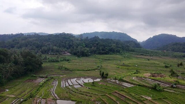 Drone shot of peaceful countryside road and paddy fields in Java