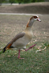 Egyptian goose lifting foot © Mary