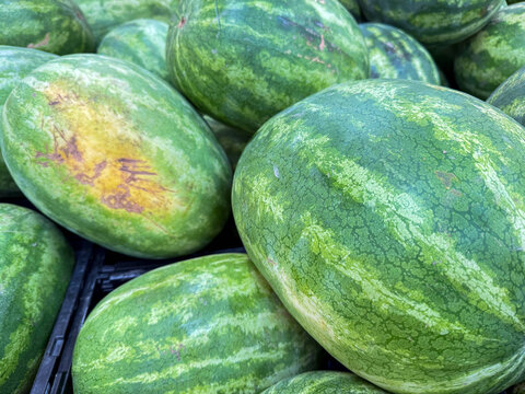 Pile of Fresh Whole Watermelons at Mexican Market &ndash; Tropical Fruit Food Background Closeup