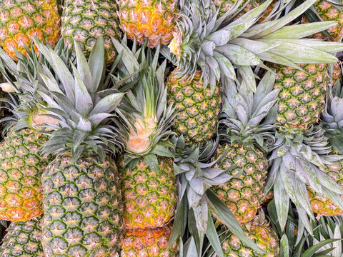 Pile of Fresh Whole Pineapples at Mexican Market &ndash; Tropical Fruit Food Background Closeup