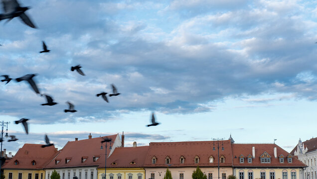 Flock of pigeons flying in motion blur over the historic terracotta rooftops with the famous "eyes of Sibiu" against a cloudy sky in Transylvania, Romania.