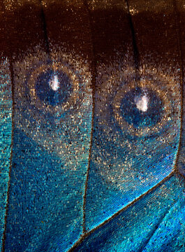 Butterfly wing texture background. Detail of morpho butterfly wings.