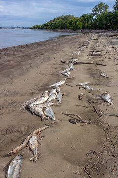 Invasive Asian carp fish washed up along the banks of the Mississippi River in West Alton, Missouri