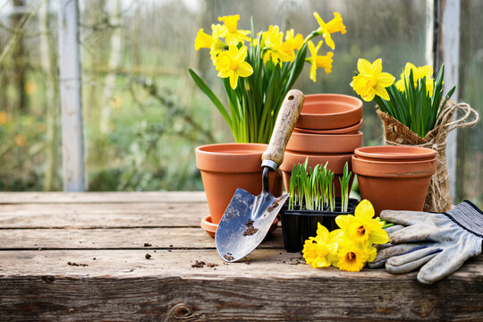 Gardening tools and daffodils on a weathered wooden potting bench