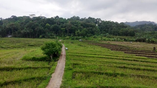 Drone shot of peaceful countryside road and paddy fields in Java