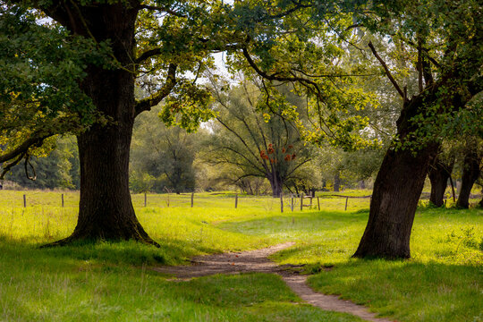 Autumn landscape, Countryside in Zuid-Limburg, Nature gravel path or trail, Trees trunks with yellow, orange and green leaves, Epen is a village in south of the Dutch province of Limburg, Netherlands.