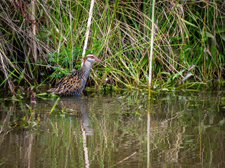 Obraz premium A Buff Banded Rail a secretive bird is pictured around the edges of a pond with reeds and grasses in the background. 