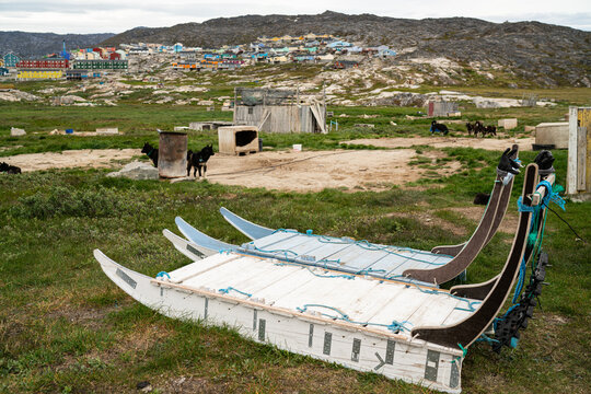 Greenland dog sled and husky sled dog puppy in Ilulissat Greenland. Two dog sleds parked in summer nature landscape on Greenland.