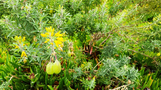 Green Seed Pods of Bladderpod Hanging Under Its Flowers