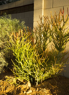 Euphorbia Tirucalli Succulent (Sticks on Fire) in Xeriscaping