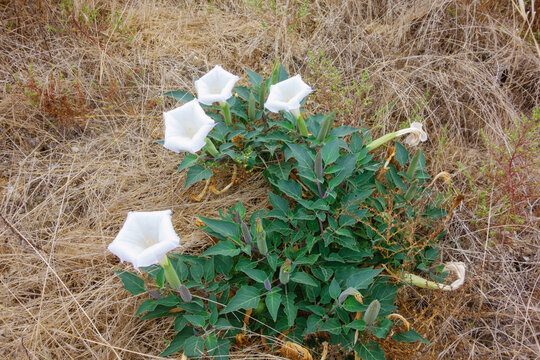 Sacred datura plant with large white trumpet flowers growing amidst dry golden grass fields creating a striking natural landscape contrast.