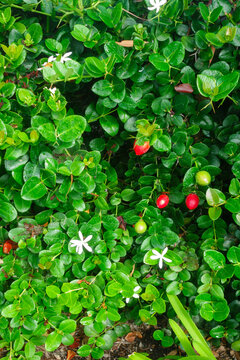 This dense ornamental shrub, Carissa macrocarpa, commonly known as Natal plum, features thick leathery foliage, fragrant blooms, and edible bright red plum-like fruits.