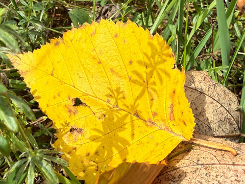 une feuille morte sur le sol en automne	