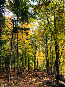 un sentier dans la for&ecirc;t en automne, Qu&eacute;bec, Canada
