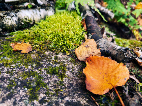 une feuille morte sur le sol en automne	