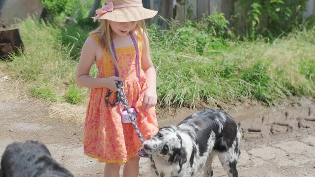 little girl with dog, black and white merle border collie dog outdoor fun, summer day, pet training, carefree childhood, nurturing aspect human animal relationships, Child happiness, happy emotion