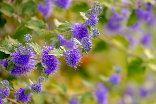 Selective focus of blue flowers with green leaves, Caryopteris clandonensis, The bluebeard, blue-mist shrub is an artificial hybrid species of flowering plant in Lamiaceae family, Natural background