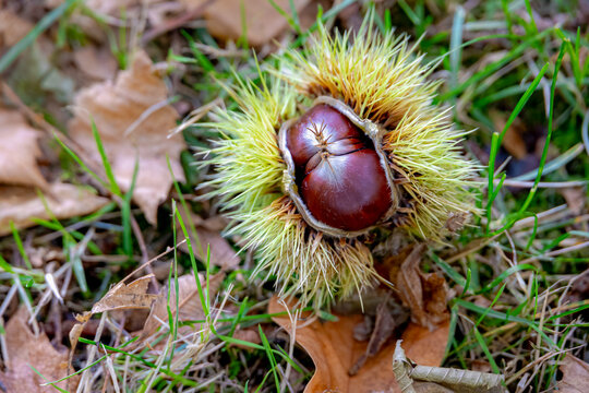 Selective focus of edible wild sweet chestnut on green grass meadow, The chestnuts are a group of eight or nine species of deciduous trees and shrubs in the genus Castanea in the beech family Fagaceae