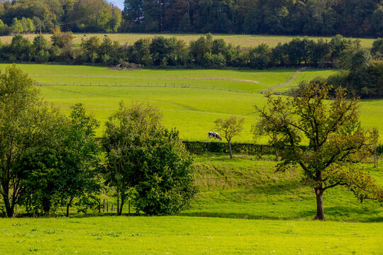 Beginning of autumn landscape, The terrain hilly countryside in border of Netherlands and Belgium, Lush green grass on hillside with trees and cows, Sint-Martens-Voeren, Belgian province of Limburg.
