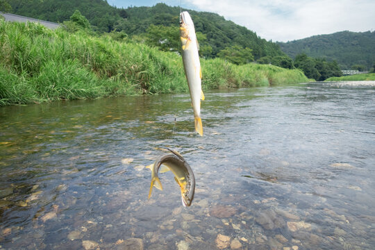 鮎の友釣り