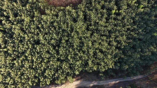 Overhead view of a young tree nursery and spruce planting patch