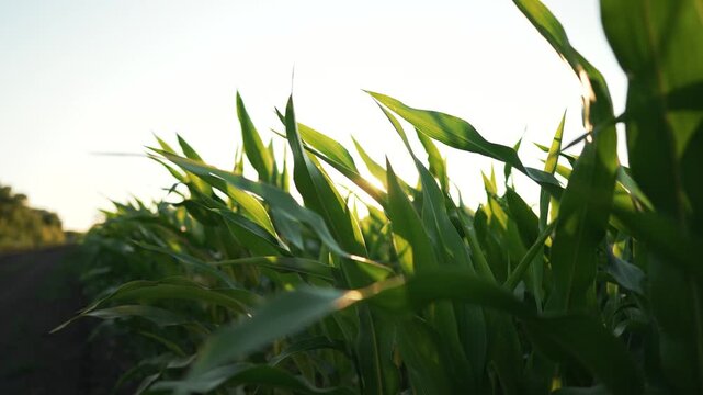 Green corn field with sunlight shining through leaves at sunset. Young maize plants growing in agricultural field during golden hour. Farm cultivation with warm sun rays filtering through crop.