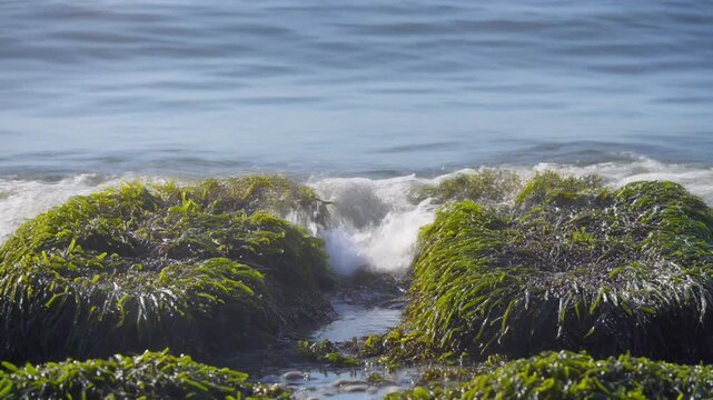 波が海藻の帯を押し広げる シームレスループ動画背景 16:9 4K