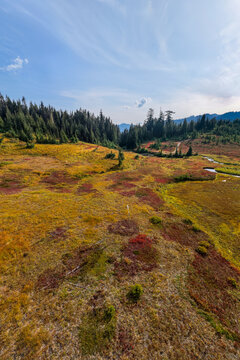 Autumn Alpine Meadow and Conifer Forest Landscape With Winding Stream Near Chilliwack BC Canada