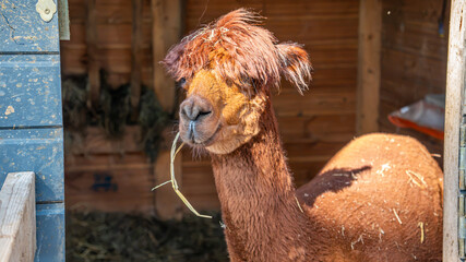 Close Up of a Llama in an Animal Enclosure © uladzimir