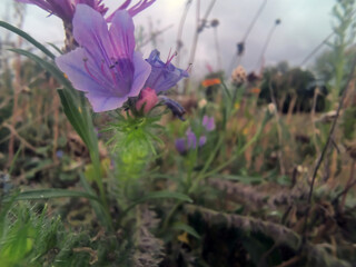 Fioletowy kwiat polny – żmijowiec zwyczajny (*Echium vulgare*) – kwitnący na miejskiej łące kwietnej. Roślina ta posiada rurkowate kwiaty o intensywnie fioletowych płatkach 
